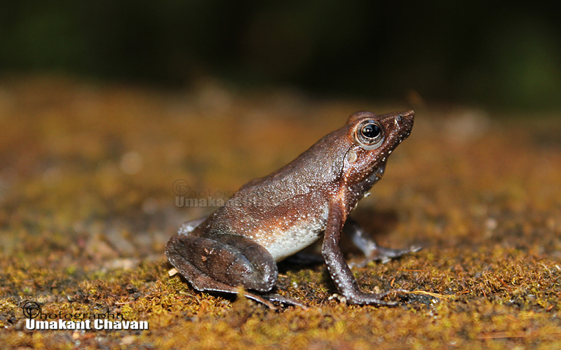 Dancing frog